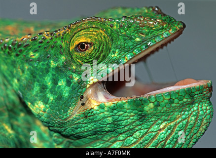Parson es riesige Chamäleon Calumma Parsonii, Madagaskar, Afrika Stockfoto