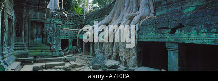 Ta Prohm Tempel Angkor Kambodscha Stockfoto