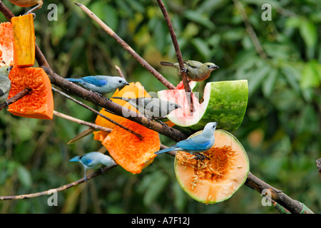 Blau: Blau-grau Tanager (Thraupis Episcopus) Früchte, Costa Rica Stockfoto