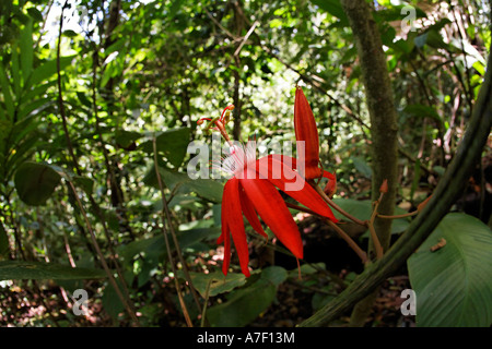 Rebe Blatt Passionsblume (Passiflora Vitifolia) im Regenwald von Costa Rica Stockfoto
