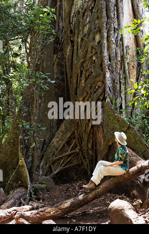 Würgefeige (Ficus Untergattung Urostigma), Nationalpark Rincon De La Vieja, Guanacaste, Costa Rica Stockfoto