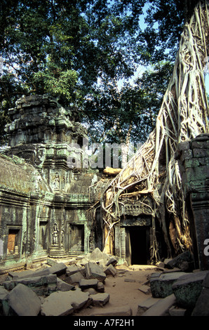 Baumwurzeln umwickelt Bügelwänden, Ta Prohm, Angkor, Kambodscha Stockfoto