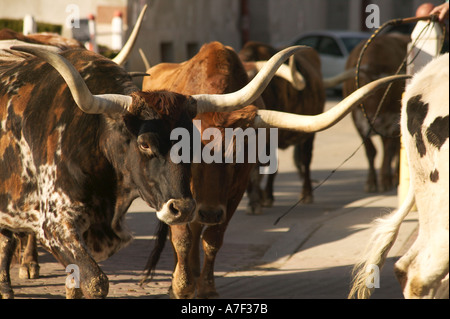 Longhorn Ochsen in Almabtrieb an historischen Ft Wert Stock Yards Texas Stockfoto