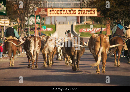 Longhorn Ochsen in Almabtrieb an historischen Ft Wert Stock Yards Texas Stockfoto