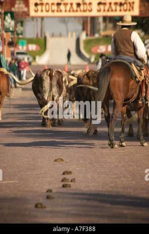 Longhorn Ochsen in Almabtrieb an historischen Ft Wert Stock Yards Texas Stockfoto