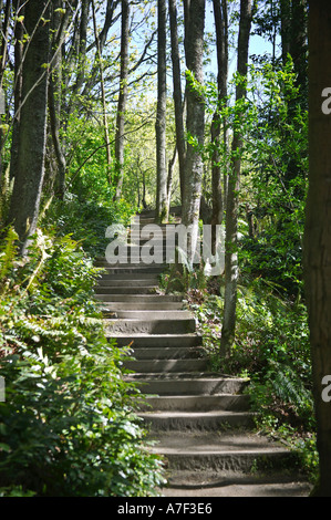 Treppenstufen durch Wald in Discovery Park Seattle Washington Stockfoto