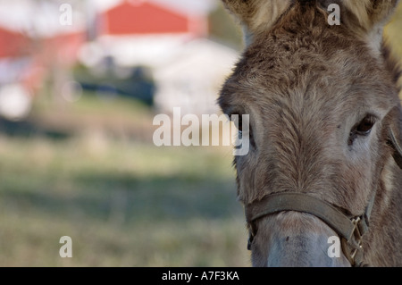 Foto von adorable Esel s Nahaufnahme mit einem roten Bauernhaus im Hintergrund sichtbare Antlitz Stockfoto