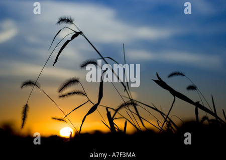 Stock Foto von abgeernteten Maisfeld im Herbst während Sonnenuntergang Wilde Gräser sind Silhouette gegen die untergehende Sonne Stockfoto