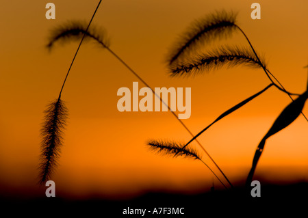 Stock Foto von abgeernteten Maisfeld im Herbst während Sonnenuntergang Wilde Gräser sind Silhouette gegen die untergehende Sonne Stockfoto