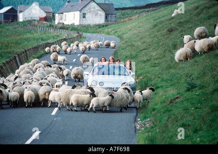 Schaf Kreuzung Straße in Zentral-Schottland. Feierabendverkehr. Humor. Stockfoto