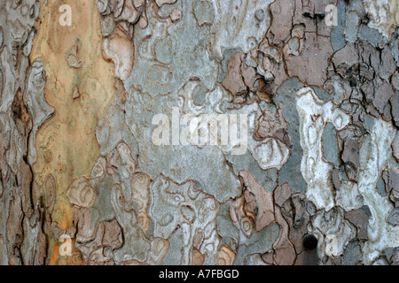 Eukalyptus Baumrinde Nahaufnahme Sydney Australia Stockfoto