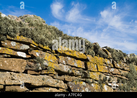 dh Flechten Flechten UK Flechten auf trockenen stonewall Deich Flora Alge Pilz Ramalina Siliquosa Wand Stockfoto