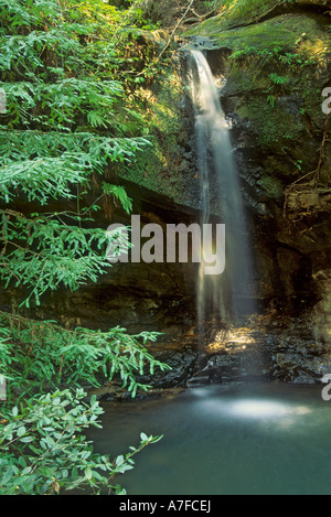 Sempervirens verliebt sich in großen Basin State Park, Kalifornien, USA Stockfoto