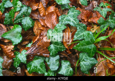 Ivy auf Waldboden Dhoon Glen Isle Of Man Stockfoto