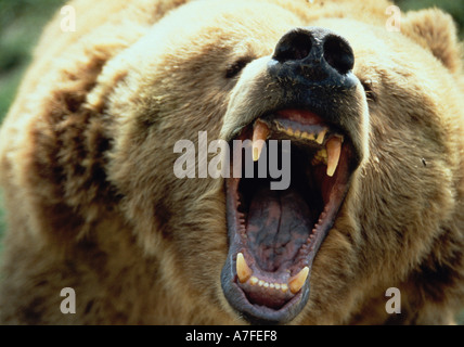 Knurren Grizzlybär Stockfoto