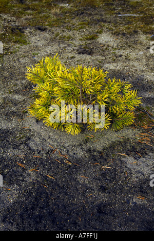 Eine kleine Junge Kiefer wächst, Sandboden Stockfoto