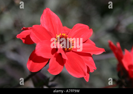 Rote Blume, Germini Stockfoto