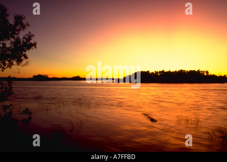 Alligator Alligator Mississippiensis Paurotis Teich Everglades Nationalpark FL USA Stockfoto