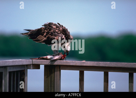 Fischadler Pandion Haliaetus J N Ding Darling National Wildlife Refuge Sanibel FL USA Stockfoto