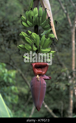 SA, Peru, Madre De Dios, NP.  Manu. Banane Blume. Stockfoto