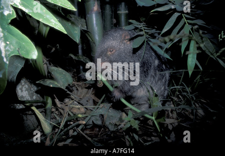 SA, Peru, Madre de Dios, P.N. Manu, Pakarana (Dinomys Branicki) Stockfoto