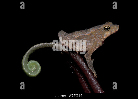 SA, P.N. Manu, Leptodactylid Frosch und Farn, Madre De Dios, Peru Stockfoto