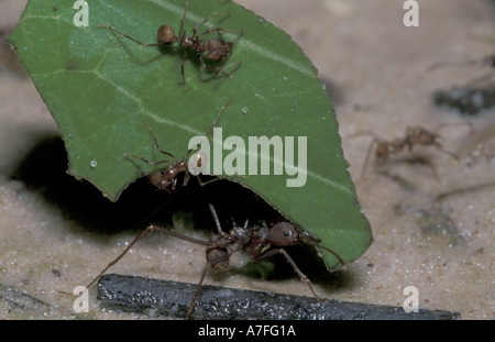 SA, Peru, Madre de Dios, P.N. Manu, Ameisen (Atta sp) Stockfoto