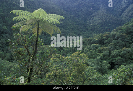 SA, Peru, Madre de Dios, P.N. Manu, Baumfarn (Cyatheacae) Stockfoto