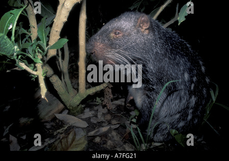 SA, Peru, Madre de Dios, P.N. Manu, Pakarana (Dinomys Branicki) Stockfoto