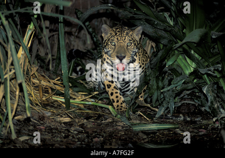 SA, Peru, Madre de Dios, P.N. Manu, Jaguar (Panthera Onca) Stockfoto