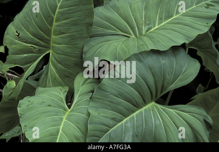 SA, Peru, Madre De Dios, P.N. Manu Dschungel Blätter Stockfoto