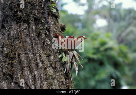 Costa Rica, San Vito. Wilson-Botanischer Garten. Bromelie am Baum, biologischen Station Las Cruces Stockfoto