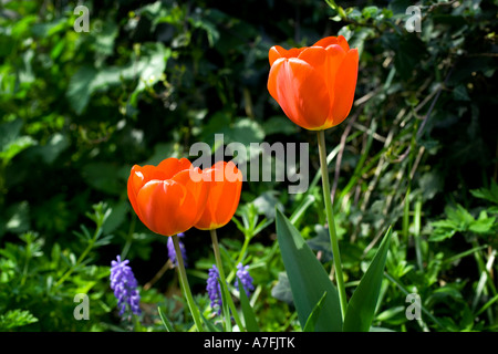 Tulpen, 3 rote Tulpen im Garten 2 Stockfoto