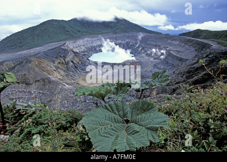 Costa Rica, Vulkan Poas Nationalpark Poas Vulkan. Gunnera Insignis über Lagune in dampfenden Krater Stockfoto