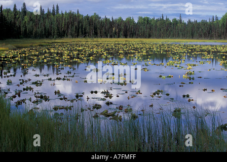 NA, USA, Alaska, Denali NP, gelb Wasser Lilien (Teichrosen Polysepaia) Stockfoto