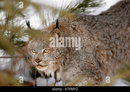 Luchs zu Fuß durch den Wald Stockfoto