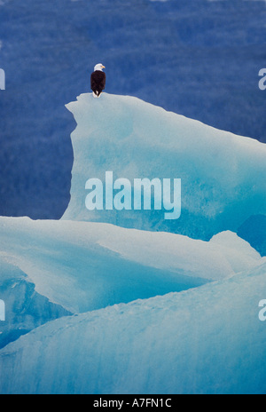 Weißkopf-Seeadler (Haliaeetus Leucocephalus) auf einem Eisberg im Tracy Arm, Alaska. Stockfoto