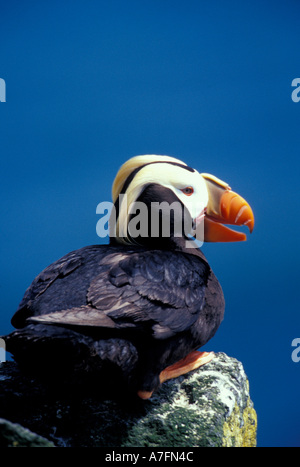 NA, USA, Alaska, Pribilof Inseln, St.-Paul-Insel, getuftete Papageientaucher Stockfoto