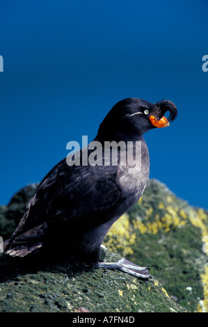 NA, USA, Alaska, Pribilof Inseln, St.-Paul-Insel, Crested auklet Stockfoto