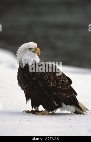 Weißkopf-Seeadler, Winter am Chilkat River, Tal der Adler, Haines, Alaska Stockfoto