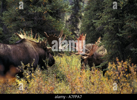 USA, Alaska, Denali National Park, Elchbullen Begegnung mit Blutungen Geweih Stockfoto