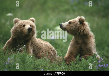 USA, Alaska, Kodiak zwei Sub-adulten Braunbären in Gras- und lila Blumen Stockfoto