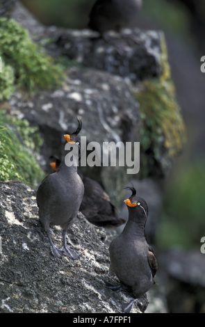 Alaska, St. Paul Island, die Pribilofs Bering-Meer.  Ein paar erklommene Schwarzschwanz sitzen auf einem Felsvorsprung an den Klippen Seevogel Stockfoto