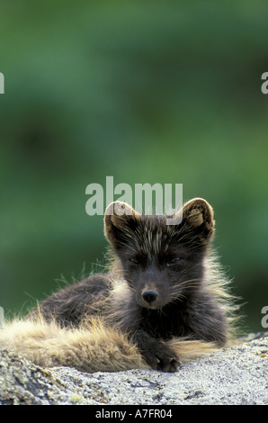 NA, USA, Alaska, Pribilofs, St.-Paul-Insel. Ein Polarfuchs in seiner dunklen farbigen Spätsommer-Mantel Stockfoto