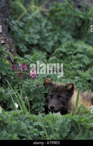 NA, USA, Alaska, Pribilofs, St.-Paul-Insel. Ein Polarfuchs ruht auf einem Flechten bedeckten Felsen Stockfoto