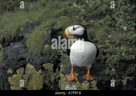 NA, USA, Alaska, die Pribilofs, St. Paul Island. Gehörnte Papageientaucher. Stockfoto