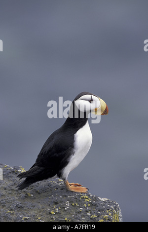 NA, USA, Alaska, die Pribilofs, St. Paul Island. Ein gehörnter Papageientaucher hockt auf den vulkanischen Klippen am Zapadni Seevogel-Kolonie Stockfoto