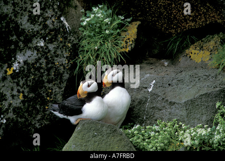 NA, USA, Alaska, Beringsee, Pribilofs, St.-Paul-Insel, Zapadni Rookery, ein paar von gehörnten Papageientaucher (Fratercula Corniculata) Stockfoto