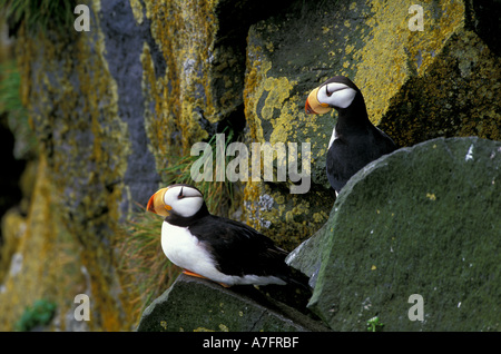 NA, USA, Alaska, Beringsee, Pribilofs, St.-Paul-Insel, Zapadni Rookery, gehörnten Papageientaucher (Fratercula Corniculata), Sommer Stockfoto