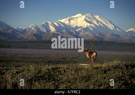 NA, USA, Alaska, Denali NP, Bull kargen Boden Caribou (Rangifer Tarandus) steht vor Denali Peak Stockfoto